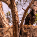 The Baby Eagles on Guard for Mom or Pop!