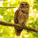 A Different Owl Today!