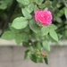 A rose is a rose is a rose