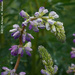 Rainy Lupines