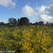 Fields of Broom