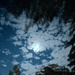 Peeking Moon