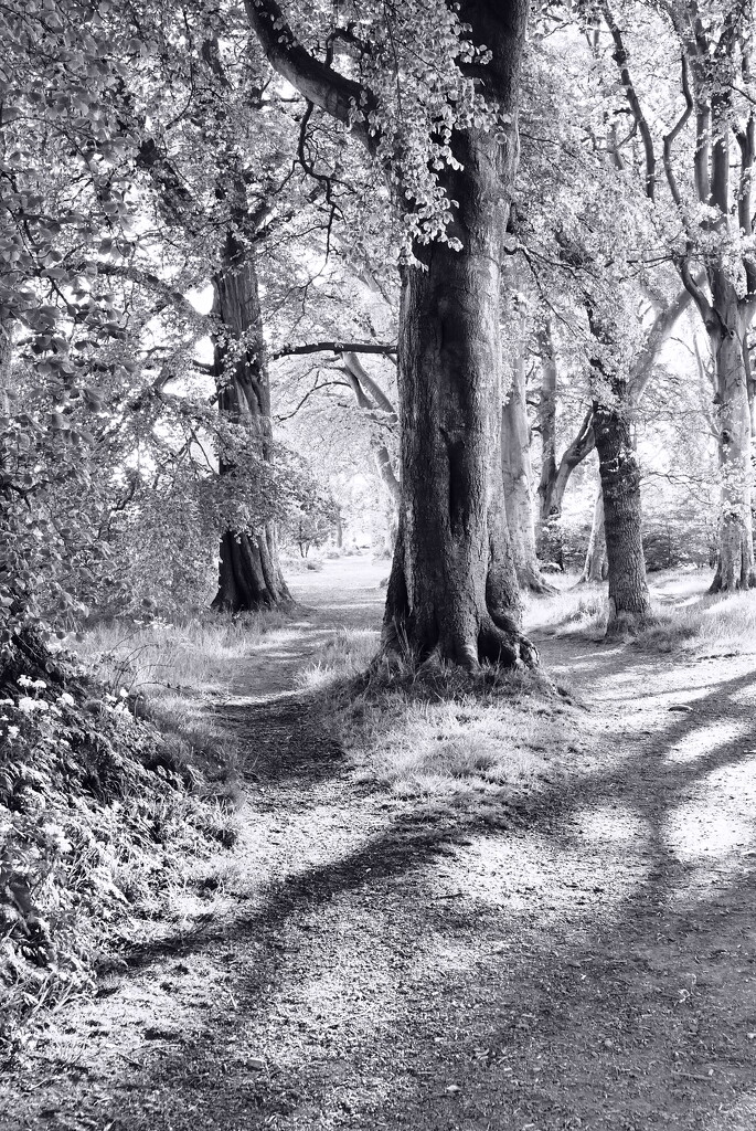 New path by dgrpad