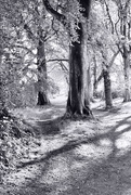 8th May 2025 - New path