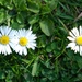 no mow