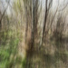 ICM trees