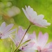 A cluster of daisies~~~~