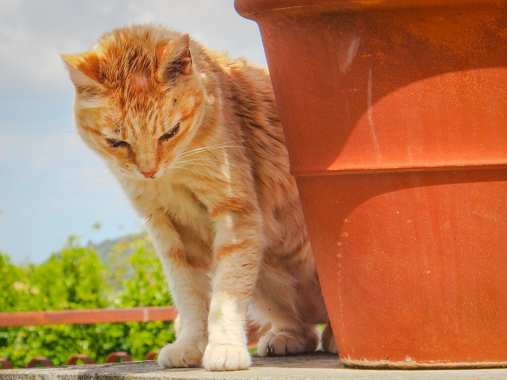 Mimí - the cat by matsonnestam