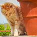 Mimí - the cat