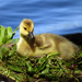 Gosling