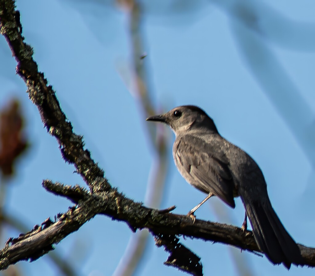 Gray catbird by darchibald