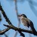 Gray catbird