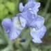 Delicate hues