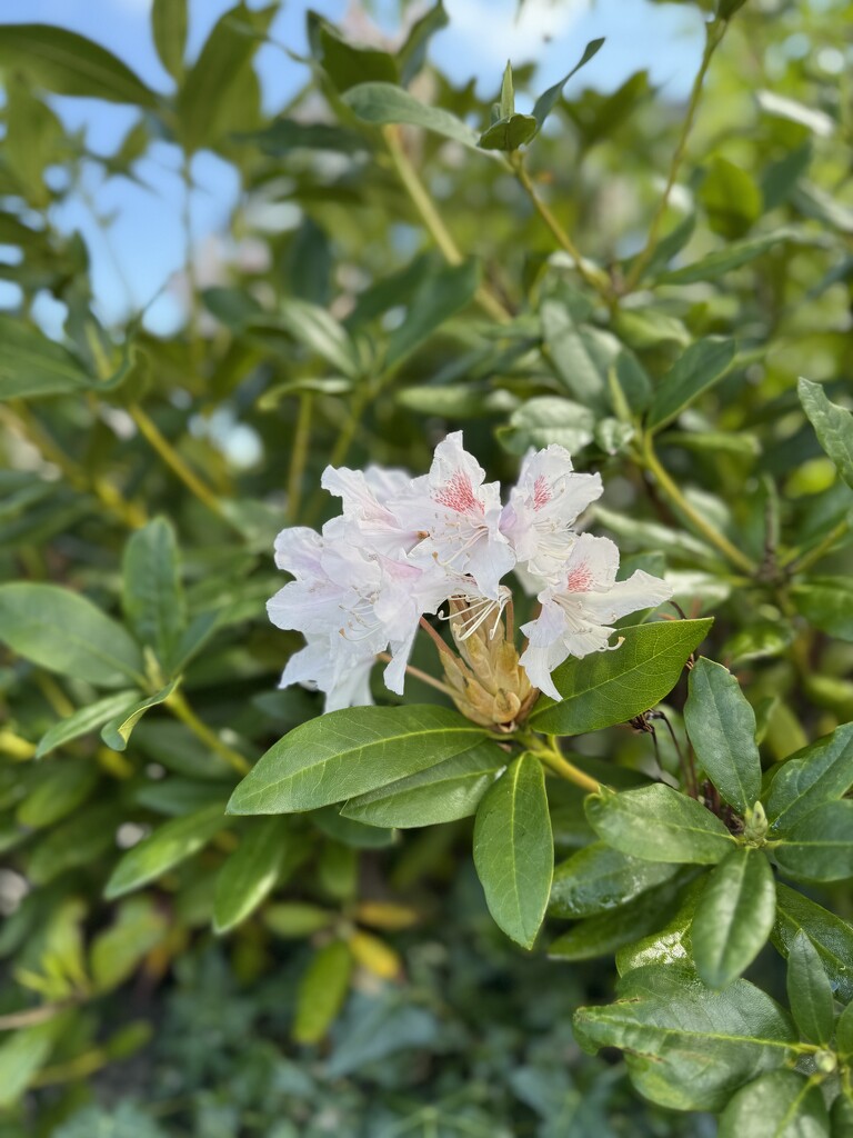 Rhododendron  by alipalk59