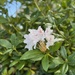 Rhododendron 