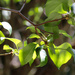 Lilac bush leaves