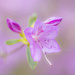 Azaleas Deux