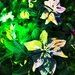 No Mow May in Abstract (8)  