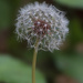 Pappus