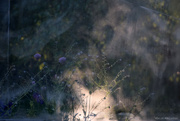 4th May 2025 - flowers and shadows