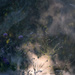 flowers and shadows