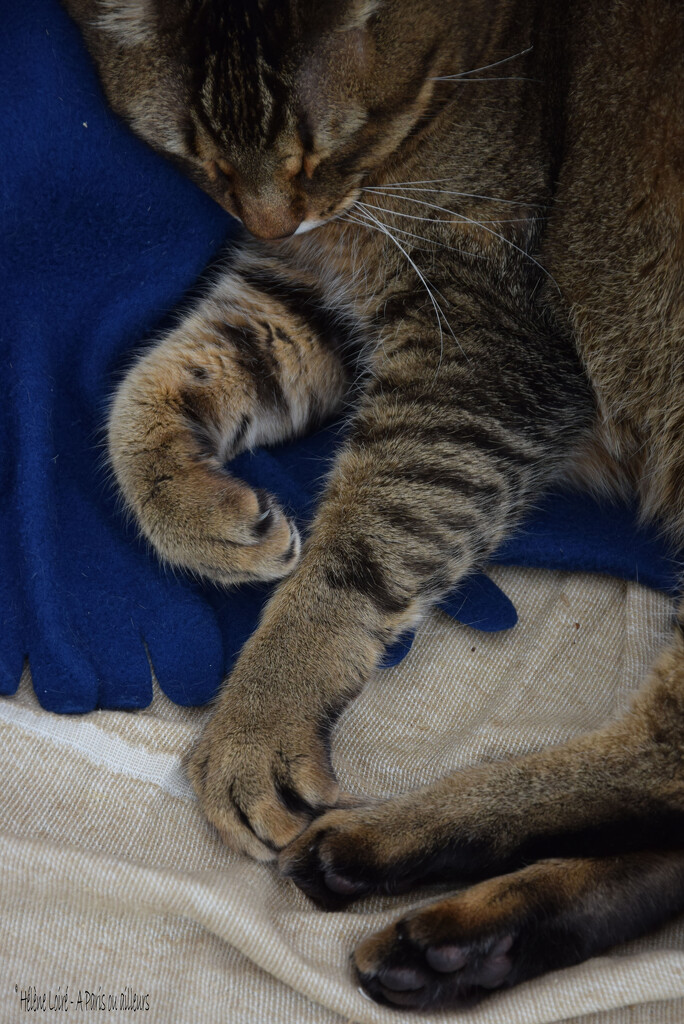 paws by parisouailleurs