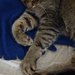 paws