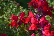 6th May 2025 - Snapdragon