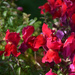 Snapdragon
