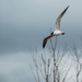 Caspian tern