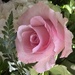 5 3 Rose closeup