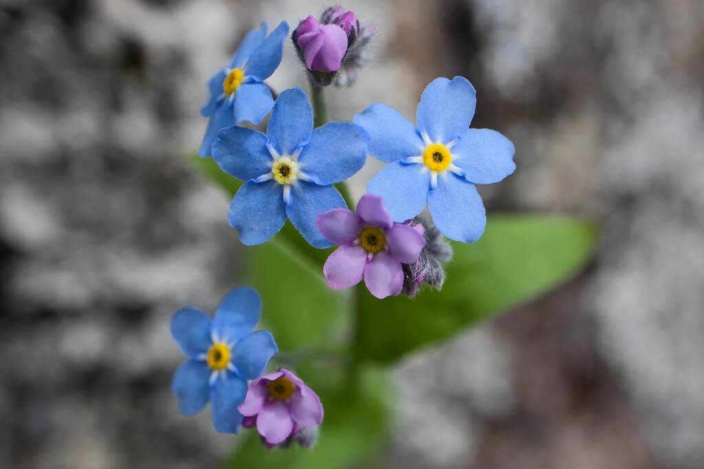 Forget me not by okvalle