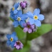 Forget me not