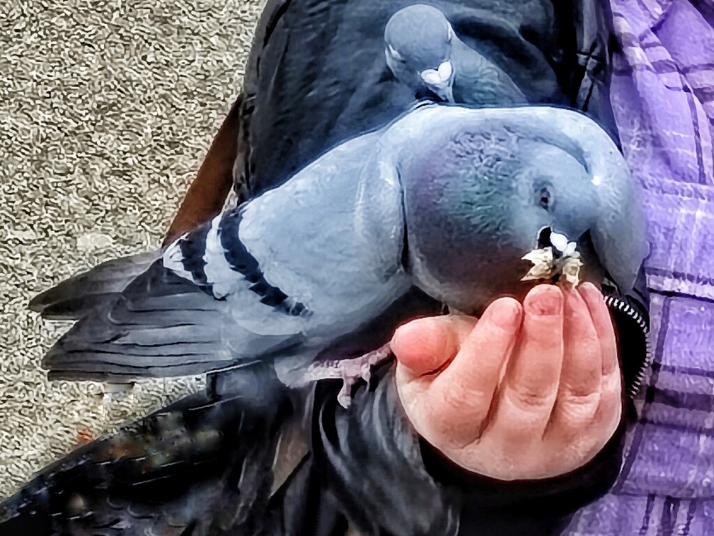 Feed The Birds, Tuppence A Bag by 30pics4jackiesdiamond