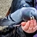 Feed The Birds, Tuppence A Bag