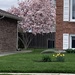 Spring Blossoms