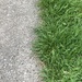 Half Sidewalk, Half Longish Grass