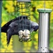 Greedy jackdaw
