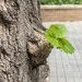 New growth