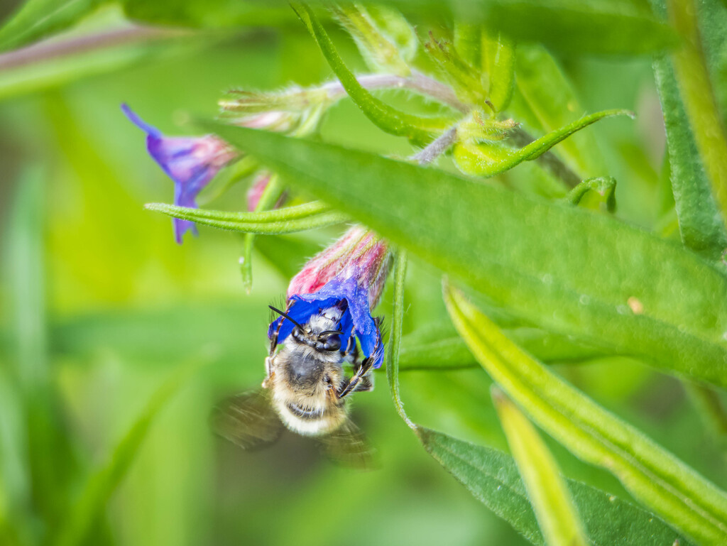 Bombylius posticus by haskar