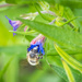 Bombylius posticus