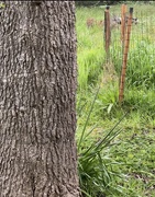 8th May 2025 - Sweetgum 