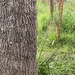 Sweetgum 