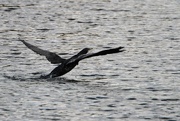 7th May 2025 - Cormorant 