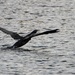 Cormorant 
