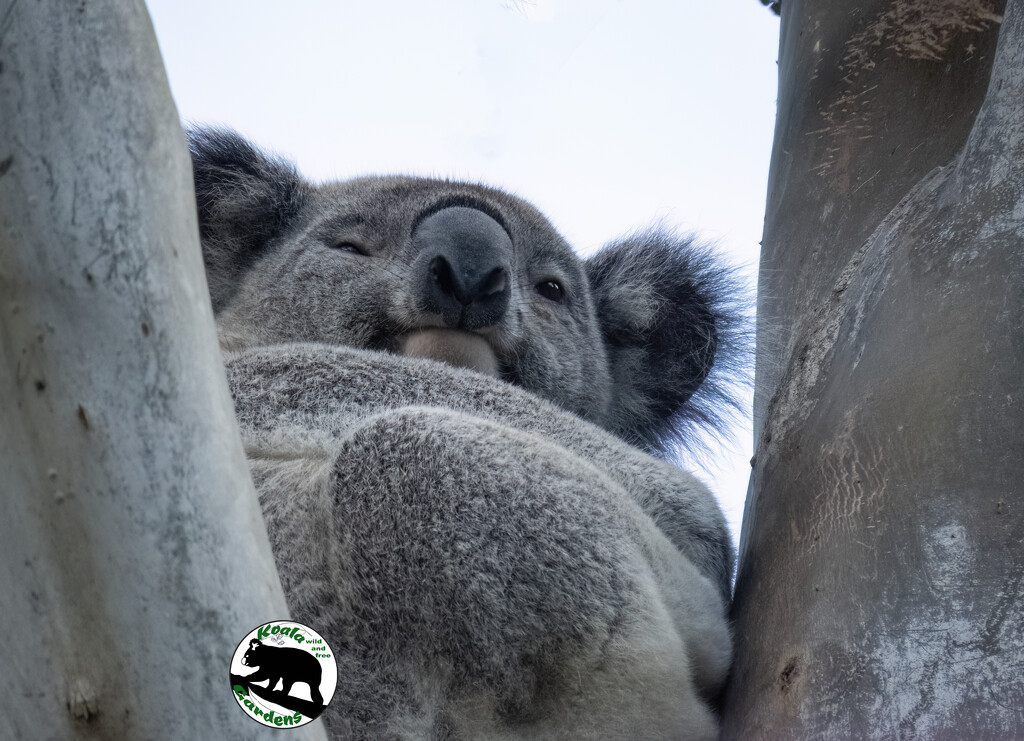 is Zeus winking at me? by koalagardens