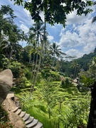 30th Apr 2025 - Ubud. 