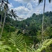 Ubud rice fields. 