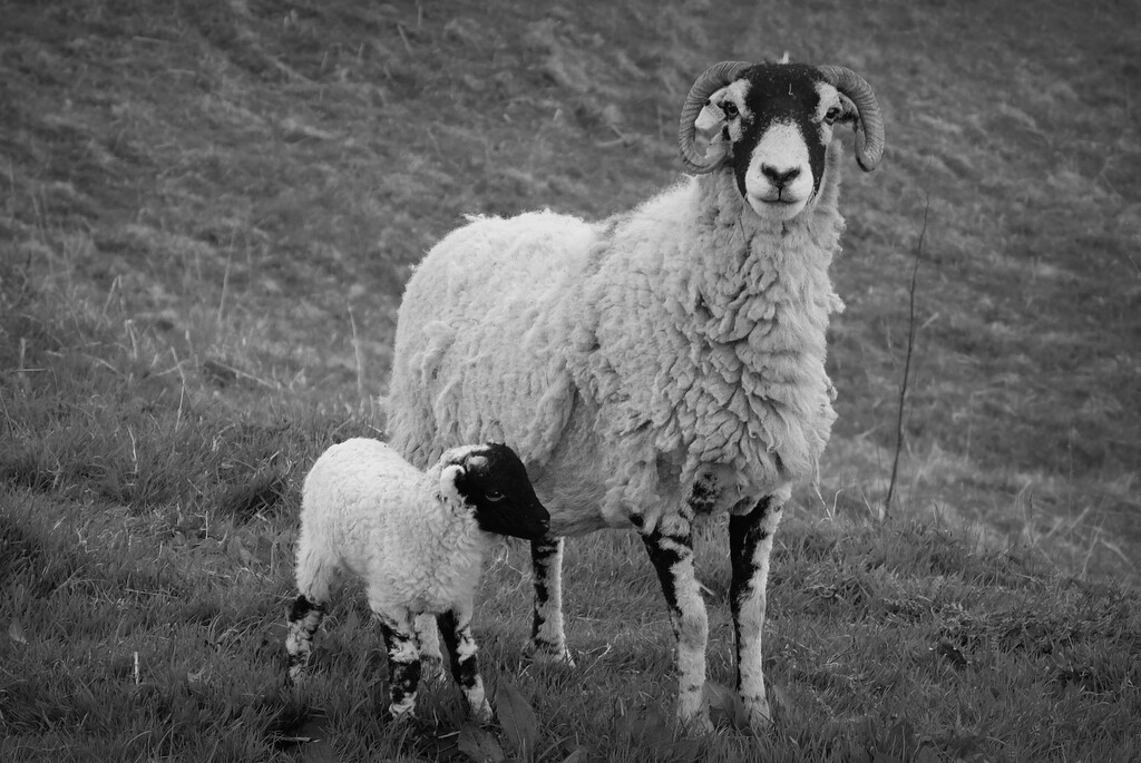 the neighbours by minsky365