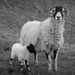 the neighbours